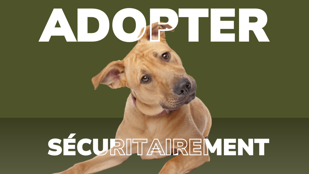Adoption Chien, chats et publicité
