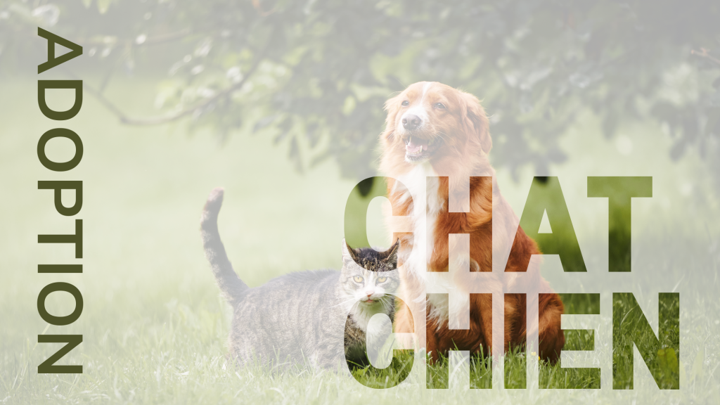 Chat,chien, adoption et publicité