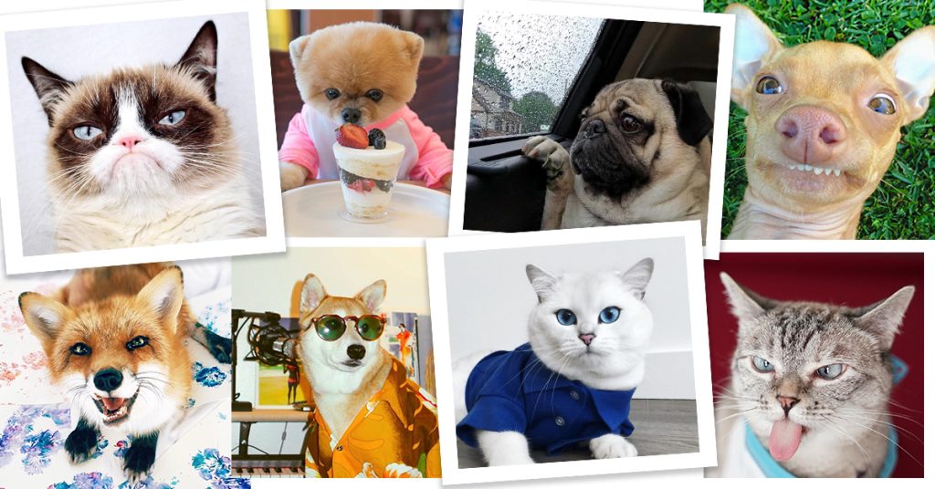 Les influenceurs animaliers les plus populaires sur les réseaux sociaux
